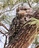 Tawny%20frogmouth%20pc