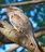 Tawny%20frogmouth%20pc2