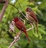 Crimson%20finches%20pc