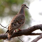 common bronzewing