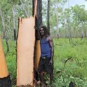 stringbark