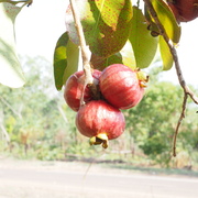 Red bush apple