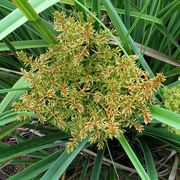 paint brush sedge, flatsedge