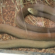 taipan