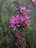 Natalie%20jurgensen%20turkey%20bush%20flower