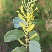 Kind of Wattle (Acacia dimidiata) Swamp Wattle