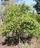 Antidesna%20ghaesembilla%20spreading%20shrub