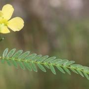 Chamaecrista (no common name)