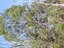 Callitris%20dscn1975%20copy