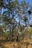 Cypress%20callitris%20manlarrh