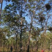 northern cypress, callitris pine, cypress pine