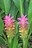 Curcuma%20australasica%20flowers