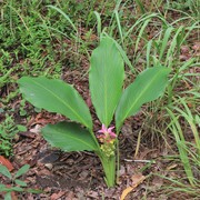 native turmeric, Arnhem Land ginger