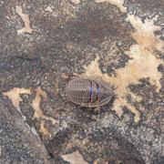 megazosteria cockroach