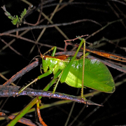 katydid