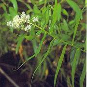 Bangle vine, Whip vine, Supplejack