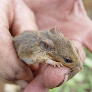 Kakadu pebble-mound mouse