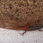 skinks