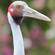 brolga, native companion