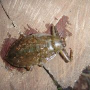 Giant fish-killer bug