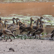 plumed whistling duck