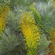 Grevillea Mt Brockman