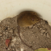 grassland melomys