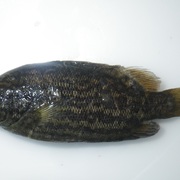 coal grunter