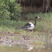magpie goose