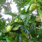 rotten cheese-fruit, noni