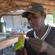 varied lorikeet