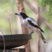 grey butcherbird