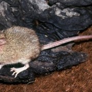 Kakadu dunnart