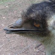 emu