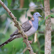 bar-shouldered dove