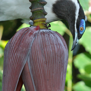 blue-faced honey-eater