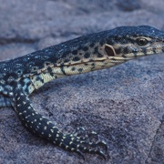 Mitchell's water monitor