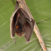 little red flying-fox