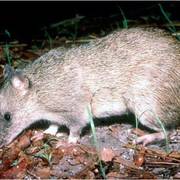 northern brown bandicoot
