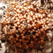sugarbag bees & honey