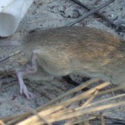 pale field rat