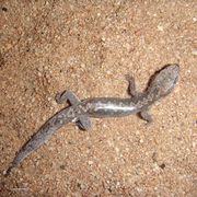 geckos & dtellas