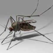 mosquito