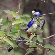 northern rosella