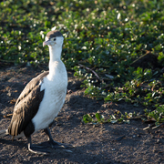 little pied cormorant