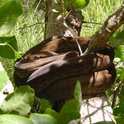 Oenpelli python
