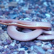 legless lizard