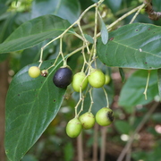 black plum