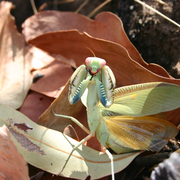 praying mantis