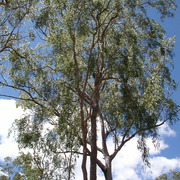 nutwood